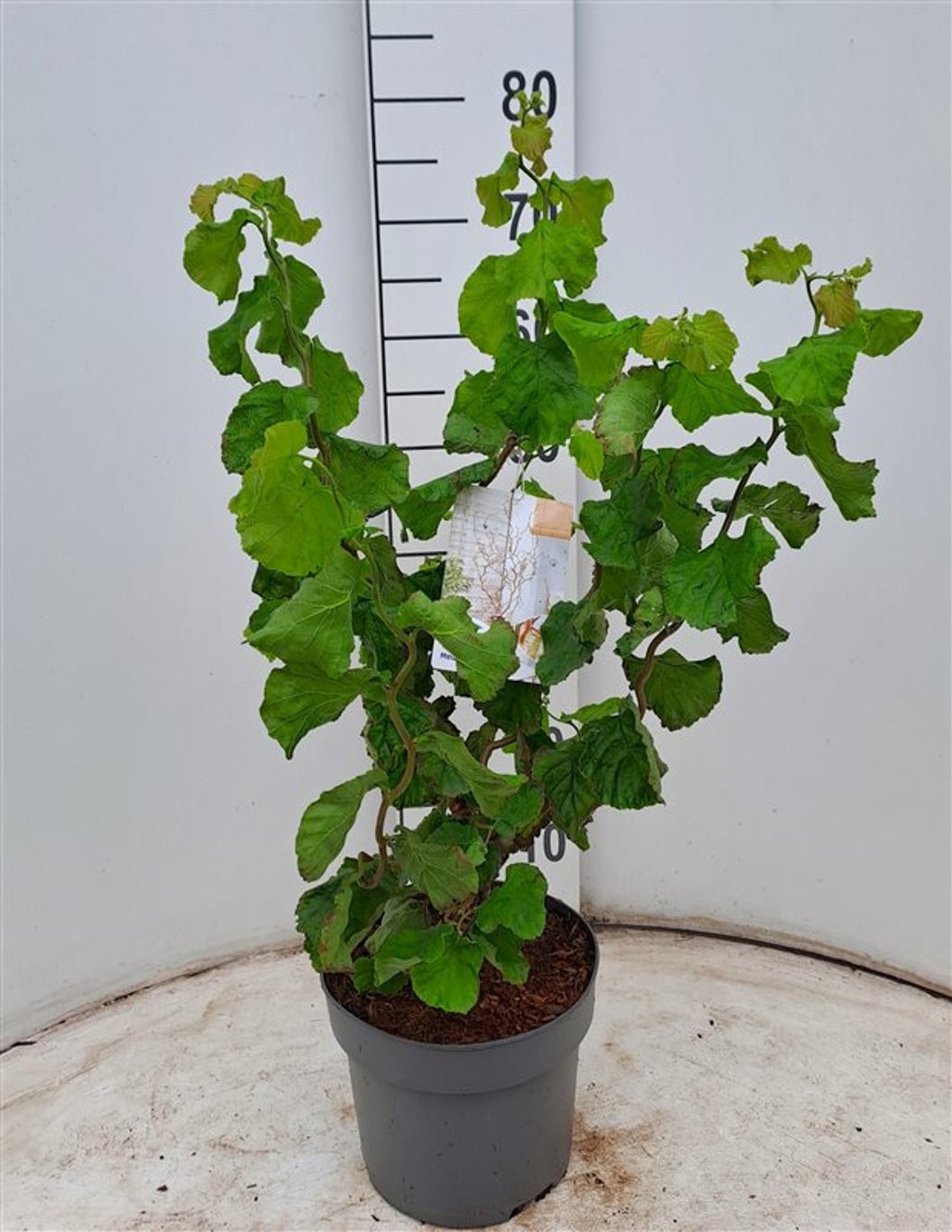 Corylus a. 'Medusa' - C4 50-60 CM